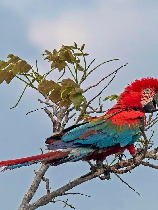 Red-and-green_macaw__Ara_chloropterus__juvenile.JPG